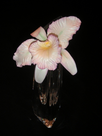 Sugar Orchid